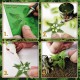 Plantes à Papier - Fougère Pteridium
