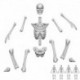 Squelettes humains positionnables 1:35