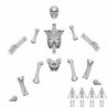 Squelettes humains positionnables 1:48
