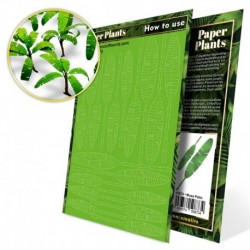 Plantes à  Papier - Arbre Musa