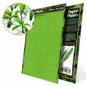 Plantes à  Papier - Arbre Musa