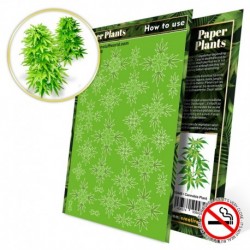Plantes à  Papier - Cannabis