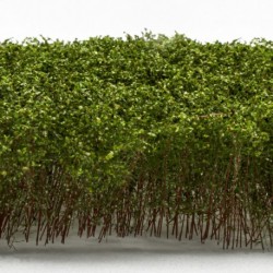 Grands Arbustes - Vert Clair