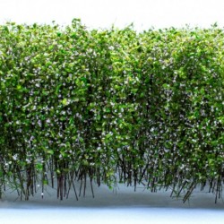 Grands Arbustes - Blanc Vert