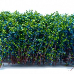 Grands Arbustes - Bleu Vert