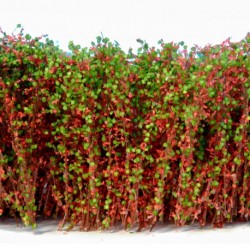 Grands Arbustes - Rouge Vert