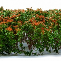 Grands Arbustes - Marron Vert