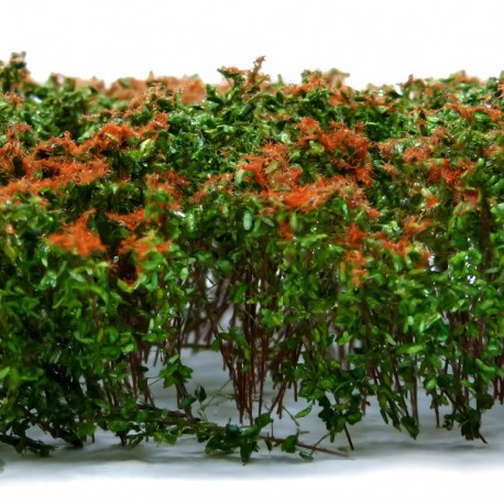 Grands Arbustes - Marron Vert