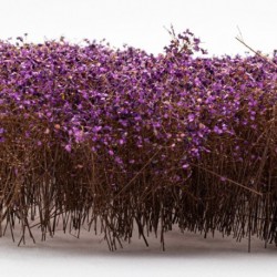 Grands Arbustes - Violet Automnal