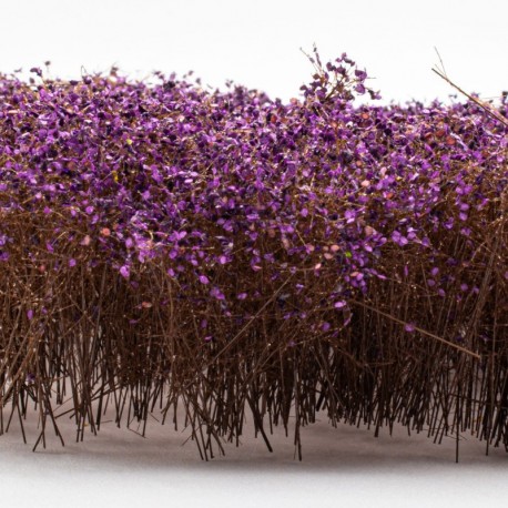 Grands Arbustes - Violet Automnal