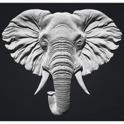 TETE D' ELEPHANT